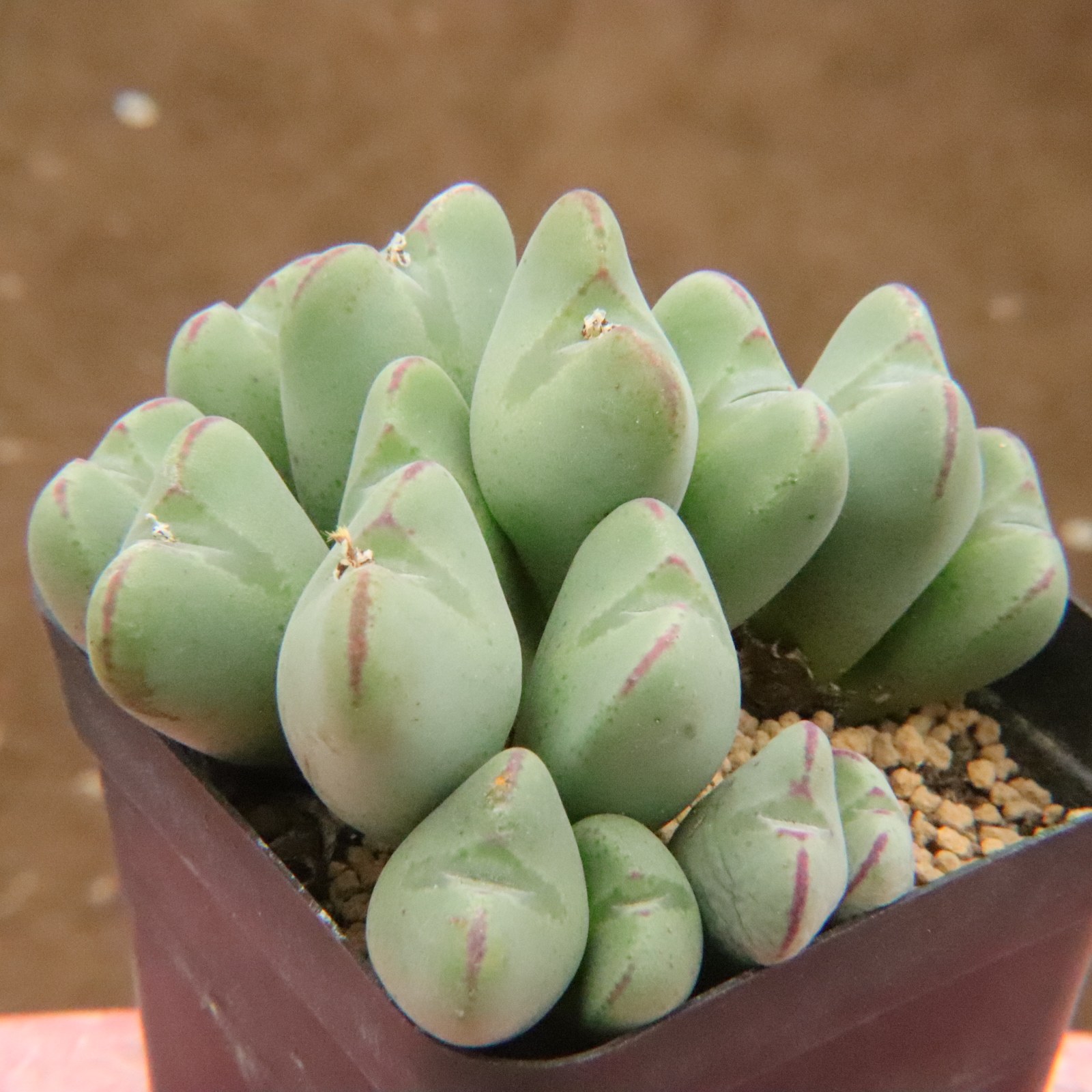 4.20更新 红嘴大嘴少将  口笛肉锥大群生 番杏科多肉植物一物一拍