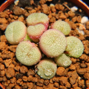 麻脸 小金桔 红嘴饼子 肉锥群生多肉植物一物一拍带盆发出 48包邮