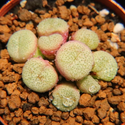 麻脸小金桔红嘴饼子多肉植物