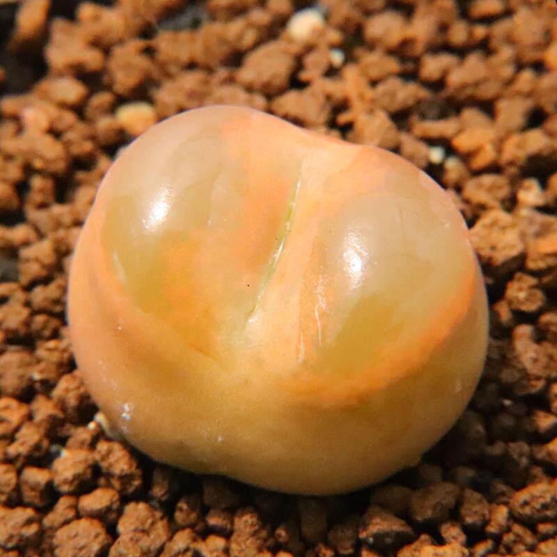 超大奶奶毛 6年+ 尺寸3cm左右 特选毛汉尼肉锥 多肉植物 懒人绿植