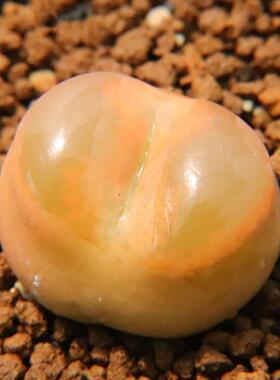 超大奶奶毛 6年+ 尺寸3cm左右 特选毛汉尼肉锥 多肉植物 懒人绿植