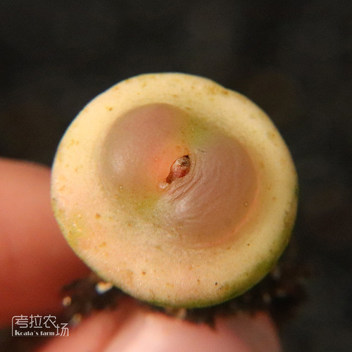 拉登一物一拍小型肉锥