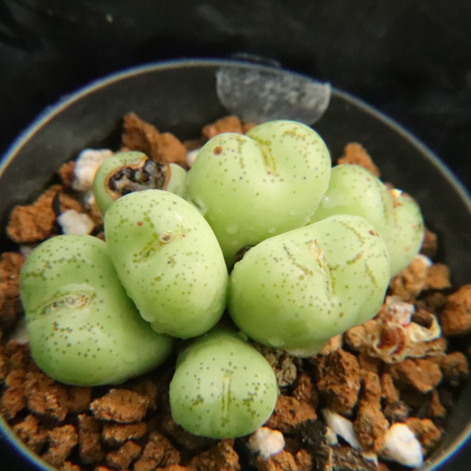 3.15更新 特价猴脸 多肉植物 肉锥群生 一物一拍带盆发 考拉农场