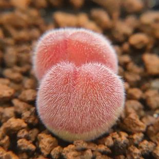 【长毛 毛翠滴 EA1295 】一物一拍 长毛短毛 翠滴玉 肉锥毛球考拉