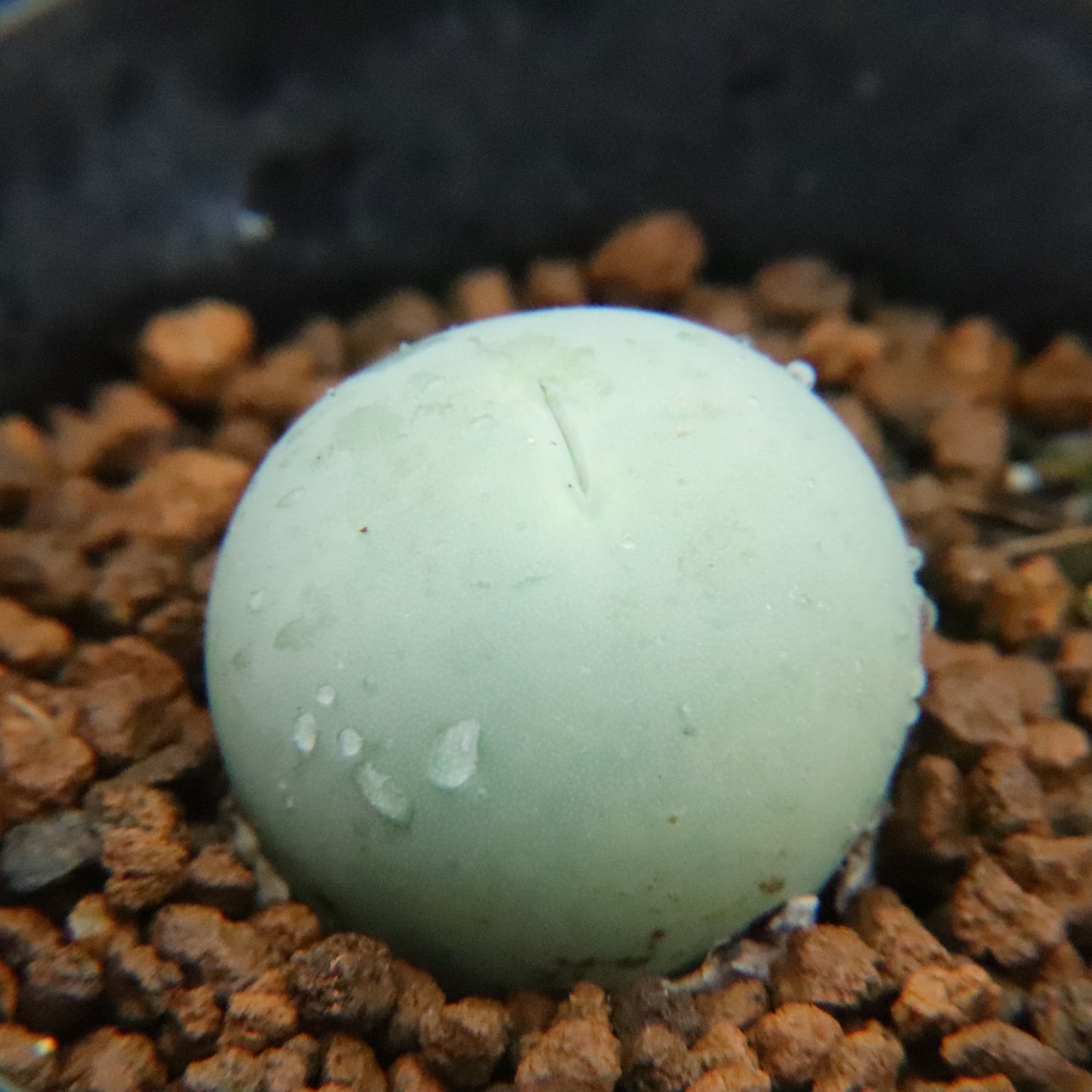 3.2更新 毛汉尼 鸽子蛋 斑马多肉植物肉锥单头群生 一物一拍带盆