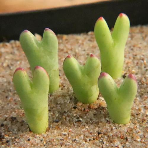 皮卡丘】一物一拍尖耳少将龙猫