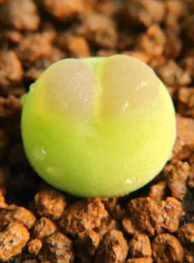 3年拉登母本已蜕皮多肉植物肉锥