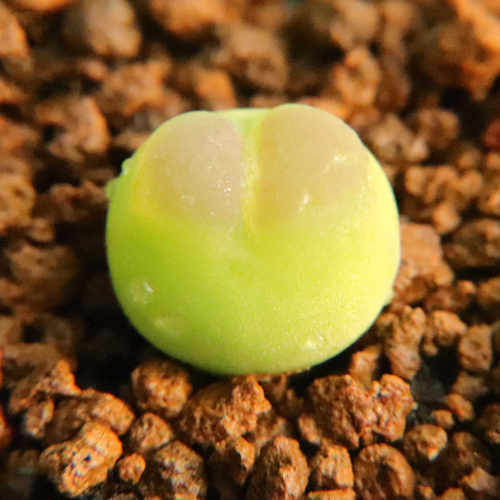 3年拉登母本已蜕皮多肉植物肉锥