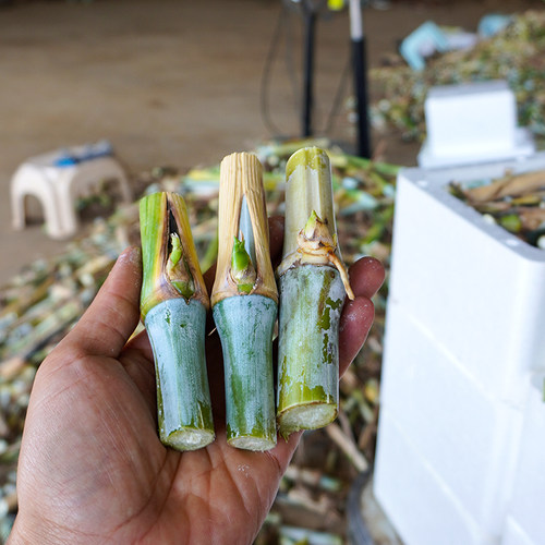 甜象草3号开花无毛高产多年生