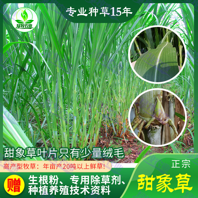 台湾甜象草种节多年生四季甜象草种子高产牧草巨菌草皇竹草种易活