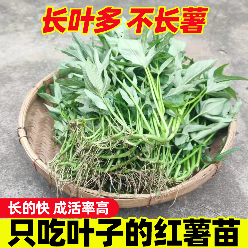 食叶型红薯叶苗番薯叶老根苗广西五叉地瓜苗秧只专吃叶子的红苕叶