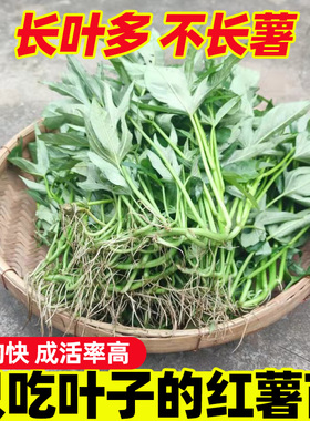 食叶型红薯叶苗番薯叶老根苗广西五叉地瓜苗秧只专吃叶子的红苕叶
