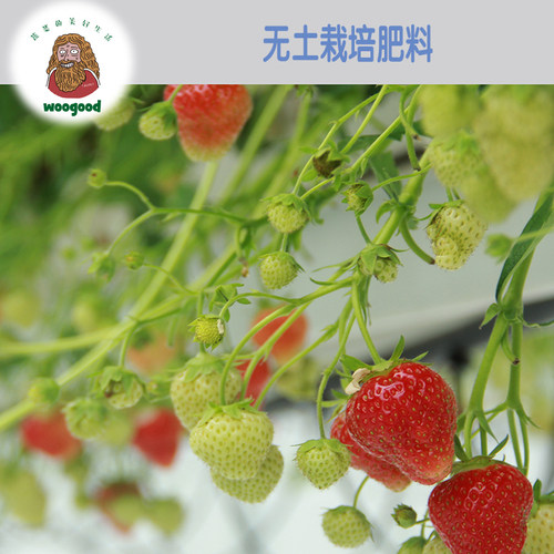 水溶肥 液态肥料 水培专用营养液 阳台蔬菜营 无土栽培 玻璃温室