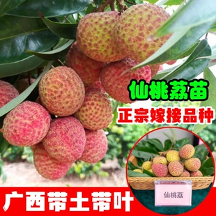 新款仙桃荔枝树苗正宗嫁接苗妃子笑无核荔桂味南北方带土带叶发货