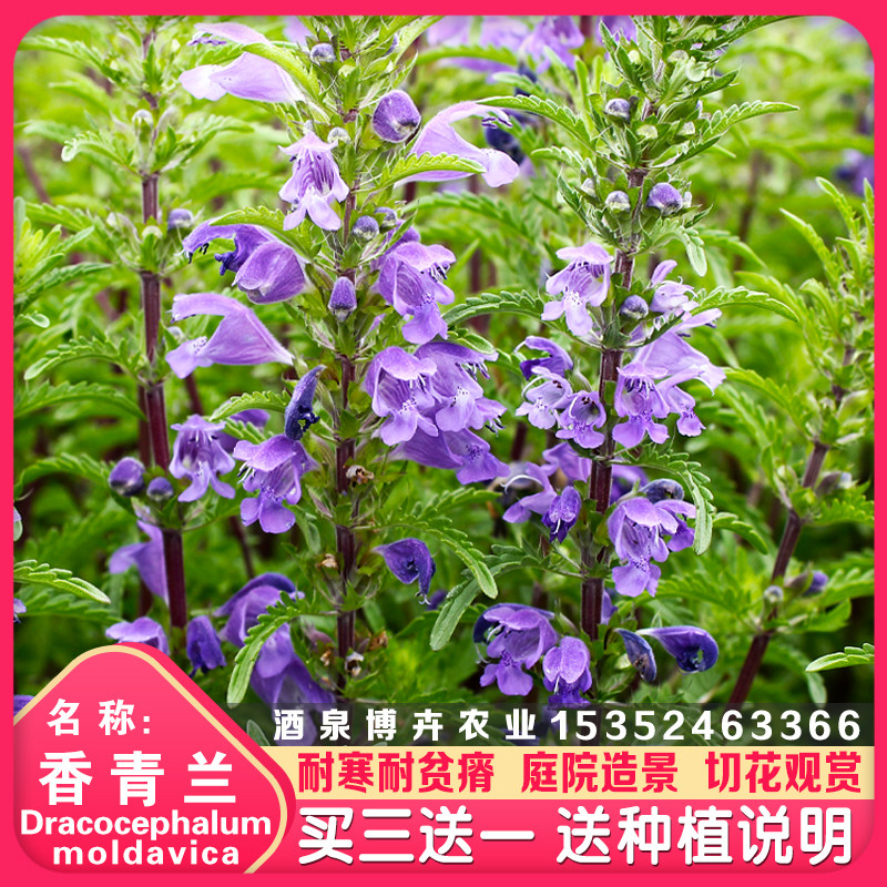 香青兰花卉种子芳香植物景观盆栽香草种子摩眼子枝子花山薄荷种籽