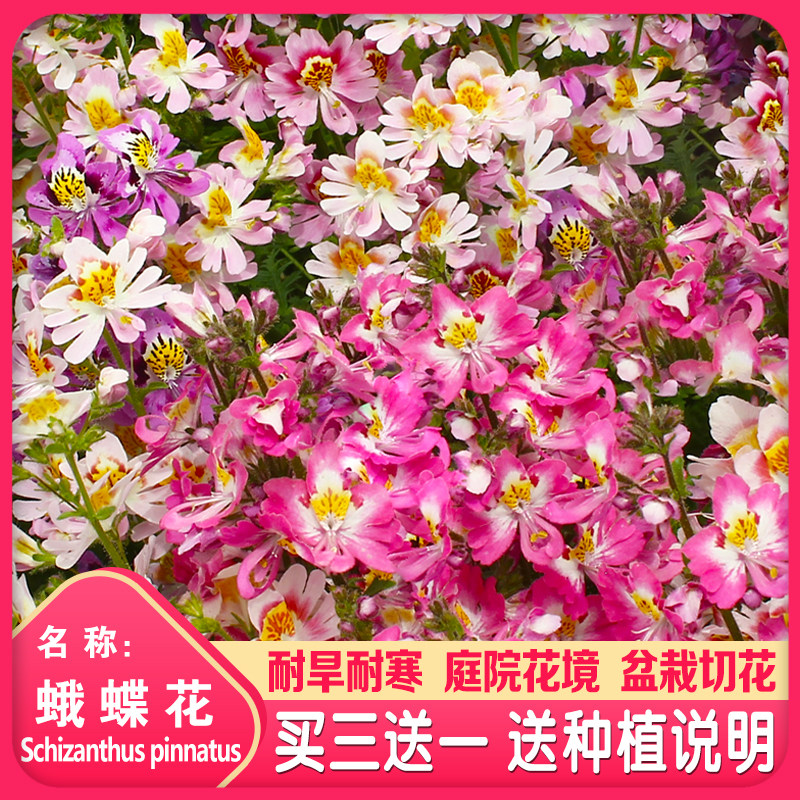 蛾蝶花种子四季易种活室内盆栽植物花种籽子花卉花草蝴蝶兰花种子