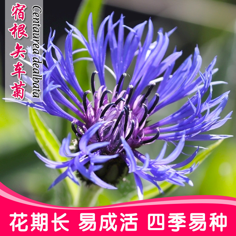 矢车菊多年生宿根花卉花草种子四季播种庭院花海景观草花植物种籽