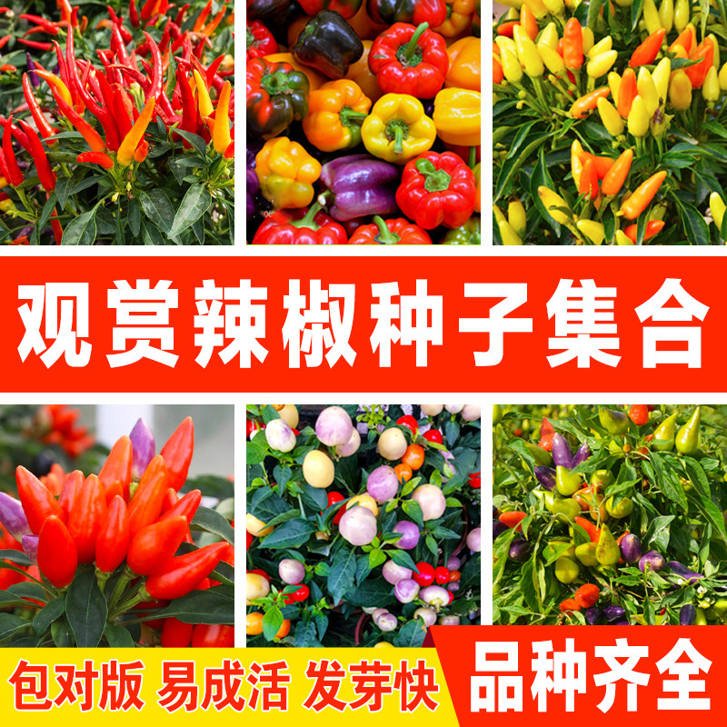 盆栽观赏椒种子朝天彩椒食用甜椒种籽四季播种易活阳台盆栽包邮