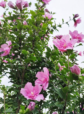 Double petaled hibiscus sapling potted plant with strong fr