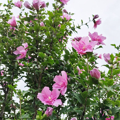 Double petaled hibiscus sapling potted plant with strong fr
