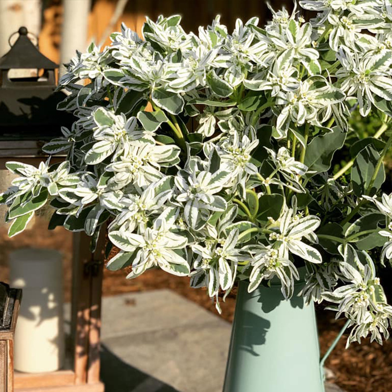 把“高山积雪”搬回家 银边翠六月雪高山峰之雪 绿白相间超梦幻