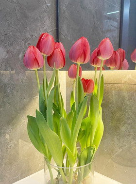 Imported tulip bulbs potted for year-round planting