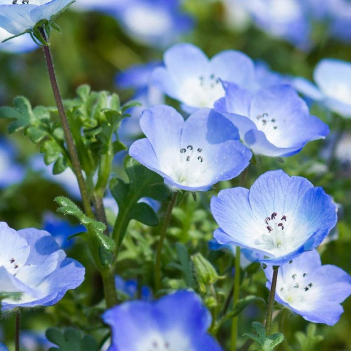 喜林草蓝色粉蝶花自带“把空气染成淡蓝色”的治愈感满是淡雅气息