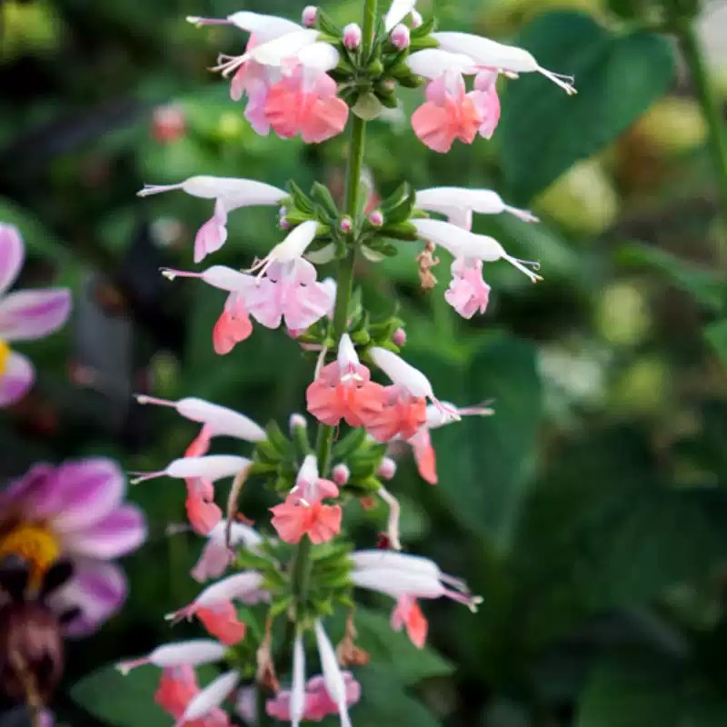 “招蜂引蝶”小能手 朱唇鼠尾草红得明艳不艳俗 新手养花零压力