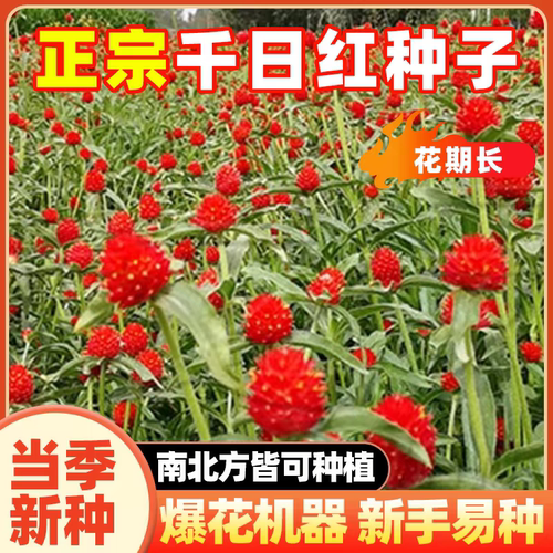 Globe Amaranth Seeds, All-Season / Year-Round Planting
