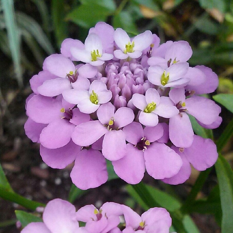 「蜂室花·甜蜜的预见」蜂室花屈曲花一束会呼吸的田园诗清新野趣