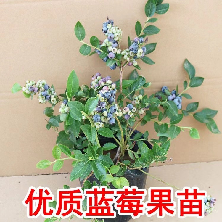 Big blueberry seedlings, potted plants, fruit seedlings, bl