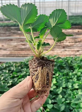 Strawberry seedlings, seasonal cream strawberry seedlings,