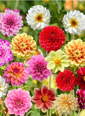 Dahlia Seeds: Planting in All Four Seasons