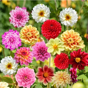 Wholesale dahlia seeds for all-season planting