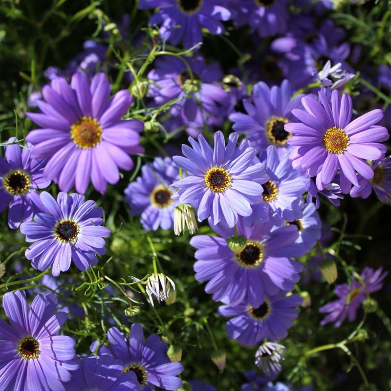 “澳洲小清新炸弹”五色菊三色雁河菊似打翻调色盘干花做香包提神
