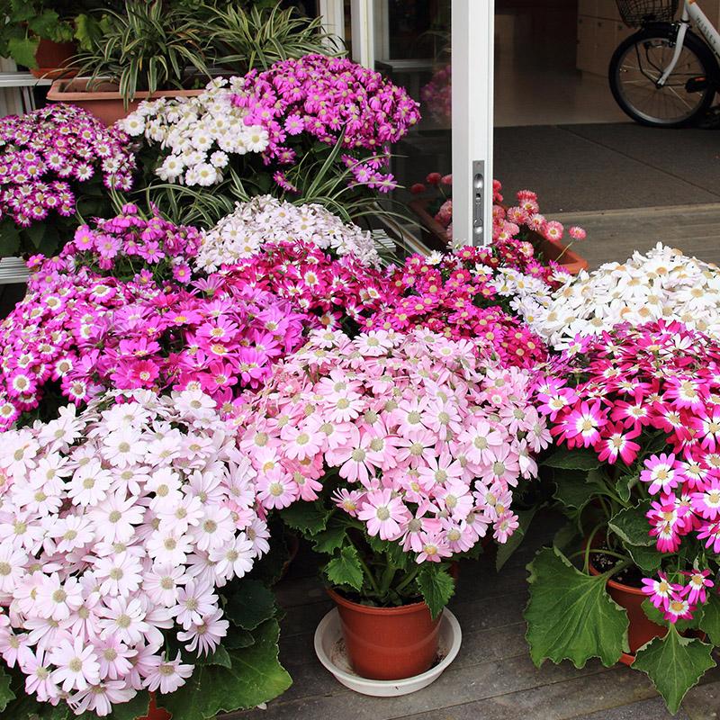 “富贵花球”大花瓜叶菊 像镶边丝绒球 种窗台每天见 大花团绽放