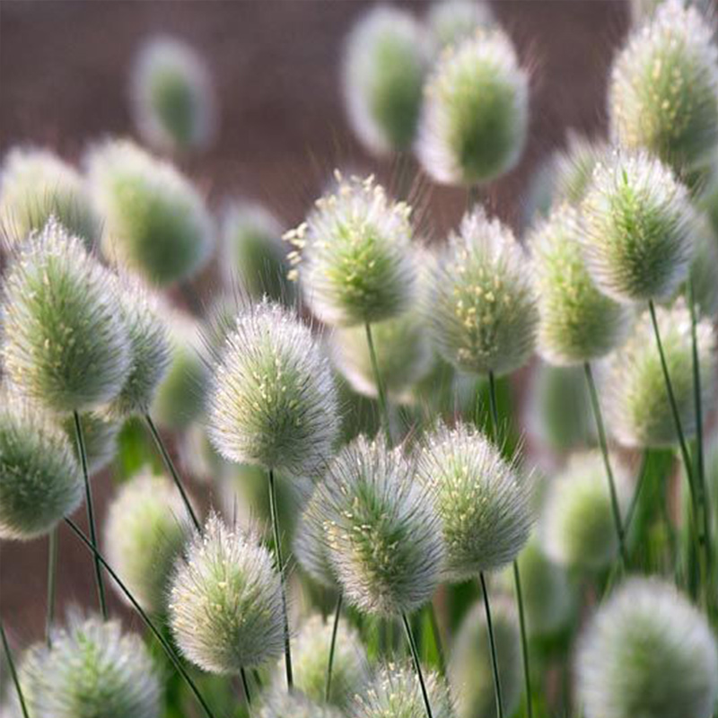“草原软萌魂”兔尾草狐狸豆布狗尾草 病虫害少 新手零失败