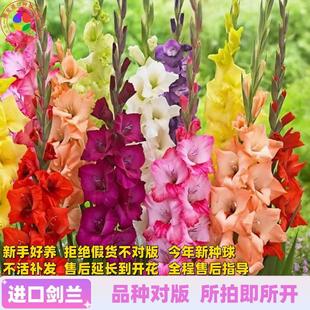 ball seed Acorus tatarinowii per Imported seedlings sword