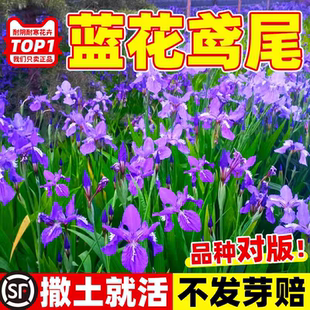 Selling blue iris seeds suitable for planting all year round
