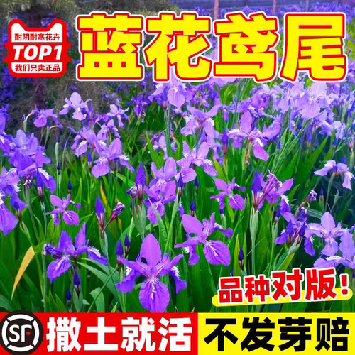 Selling blue iris seeds suitable for planting all year round