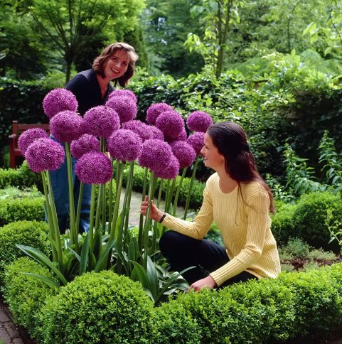 Selling flower onion seeds, easy to grow all year round