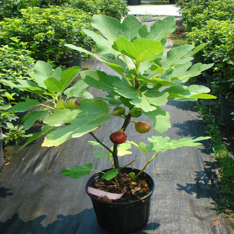 无花果树果苗矮化盆栽地栽四季种植当年结果新疆波姬红无花果苗树图片