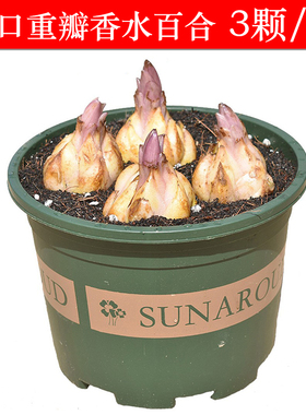 Imported perfume lily bulbs, suitable for year-round potted