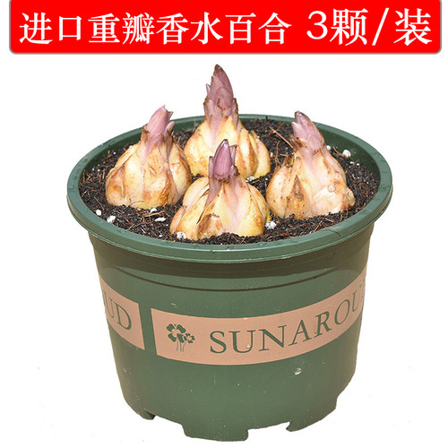 Imported perfume lily bulbs, suitable for year-round potted - 封面