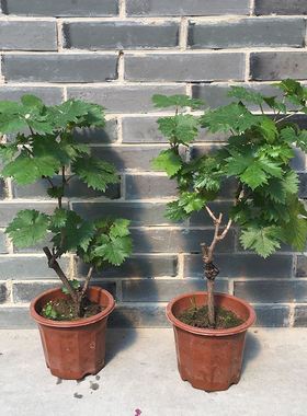 Grapevine seedlings for potted or ground planting‌