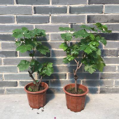 Wholesale various grape seedlings for balcony potted plants