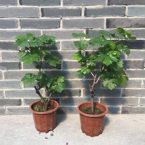 15元4棵葡萄栽地栽北方品种南方种植葡萄