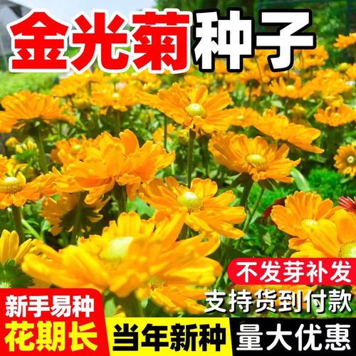 Rudbeckia Seeds, All-Season Variety