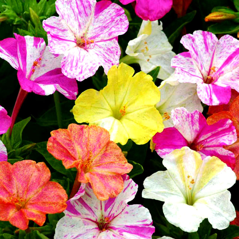 彩条茉莉鸳鸯双色 株型紧凑不占地 花箭挺拔观赏性强 新手闭眼种