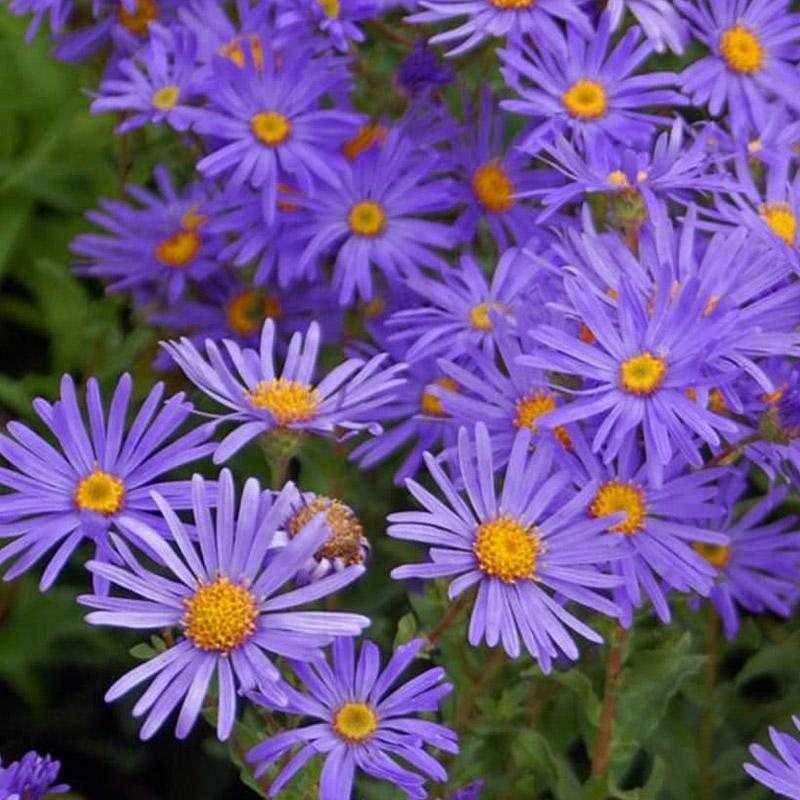 高山紫菀象征坚韧的浪 漫风动似高原云雾绕丛 似紫色绒球超精致